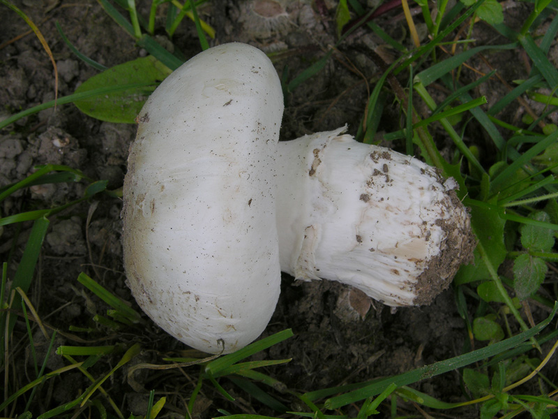Agaricus campestris da confermare.